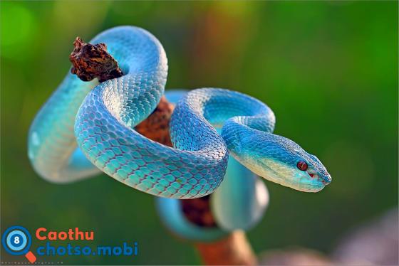 Mơ thấy rắn có ý nghĩa may hay xui? Đánh số gì?