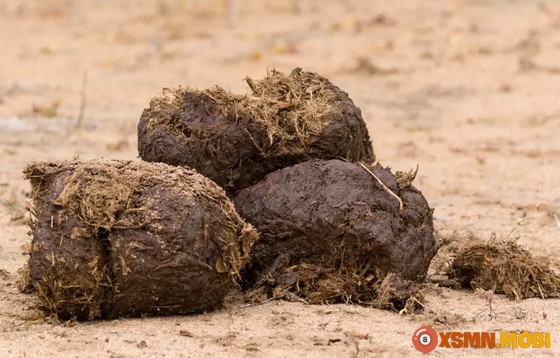 Chiêm bao thấy cứt dự báo điều gì?
