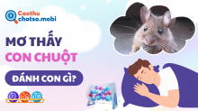 Giải mã giấc mơ thấy chuột: Điềm lành, điềm dữ và con số vàng