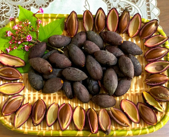 Quả trám có hình thoi, thuôn nhọn ở hai đầu
