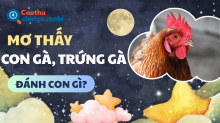 Mơ thấy gà đánh con gì? Điềm báo tốt xấu và số lô đề may mắn