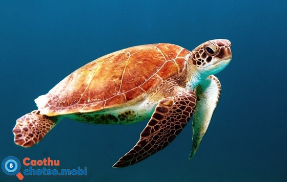 Giải mã điềm báo tâm linh các giấc chiêm bao thấy con rùa