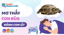 Mơ thấy rùa đánh con gì? Giải mã giấc mơ rùa vàng, rùa vào nhà