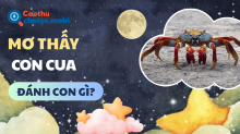 Nằm mơ thấy cua đánh con gì, là điềm gì? Giải mã chuẩn xác nhất