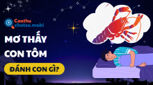 Mơ thấy tôm đánh con gì? Điềm báo tài lộc, con số may mắn ẩn chứa