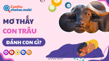 Nằm mơ thấy trâu: Giải mã điềm báo và luận giải số đề may mắn