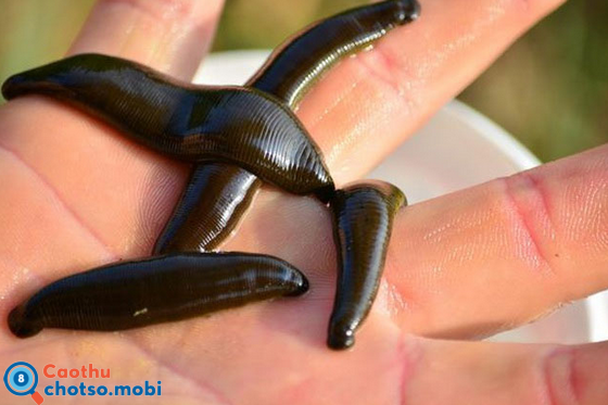 Chiêm bao thấy con đỉa dự báo điều gì?