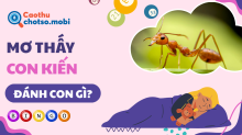 Mơ thấy kiến đánh con gì? [99+] điềm báo giải mộng chiêm bao