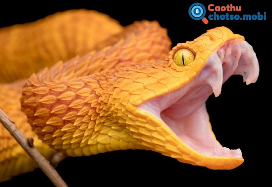 Bị rắn cắn dự báo điềm xui hay may? Bị rắn cắn dự báo điềm xui hay may?