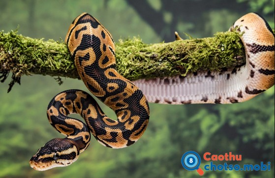 Giải mã bí ẩn điềm báo rằn vào nhà là lành hay dữ? Giải mã bí ẩn điềm báo rằn vào nhà là lành hay dữ?