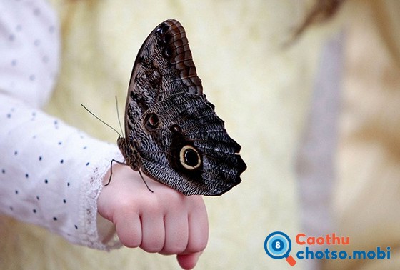 Giải mã điềm báo bướm đậu lên người là gì? Giải mã điềm báo bướm đậu lên người là gì?
