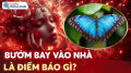 Bướm bay vào nhà là điềm gì? Bí ẩn tâm linh sau hiện tượng kỳ diệu