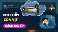 Mơ thấy con vịt, trứng vịt đánh con gì? Giải mã điềm báo chi tiết