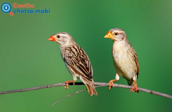 Chim vào nhà báo hiệu điềm lành hay dữ? Chim vào nhà báo hiệu điềm lành hay dữ?