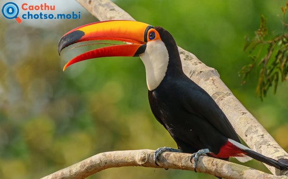 Điềm báo chim hót dự báo điều may hay xui? Điềm báo chim hót dự báo điều may hay xui?