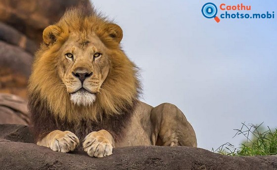 Chiêm bao thấy sư tử là điềm báo may mắn hay xui rủi? Chiêm bao thấy sư tử là điềm báo may mắn hay xui rủi?