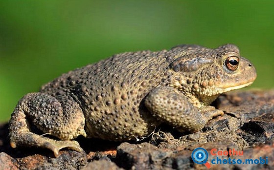 Con cóc nhảy vào nhà báo hiệu điềm gì? Con cóc nhảy vào nhà báo hiệu điềm gì?