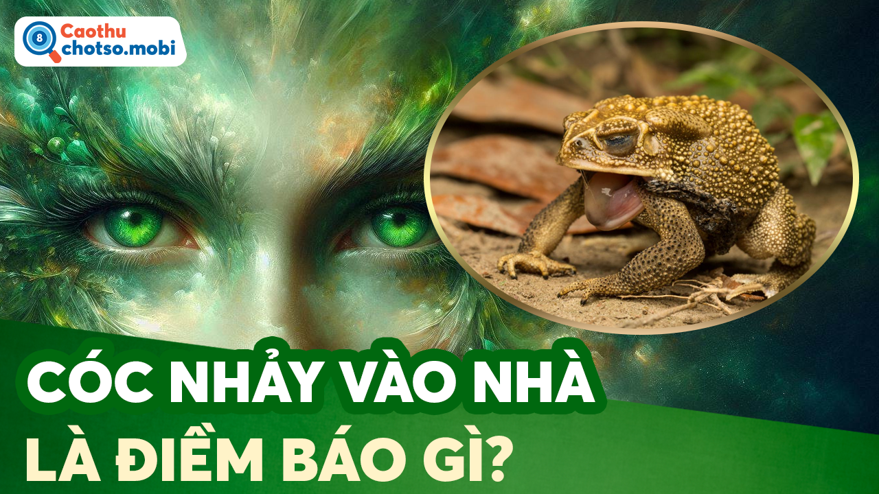 Giải mã hiện tượng cóc vào nhà: Điềm báo lành hay dữ? Giải mã hiện tượng cóc vào nhà: Điềm báo lành hay dữ?