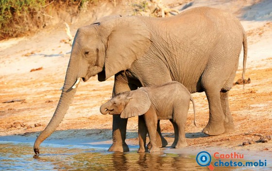 Chiêm bao thấy voi là điềm báo tốt hay xấu?