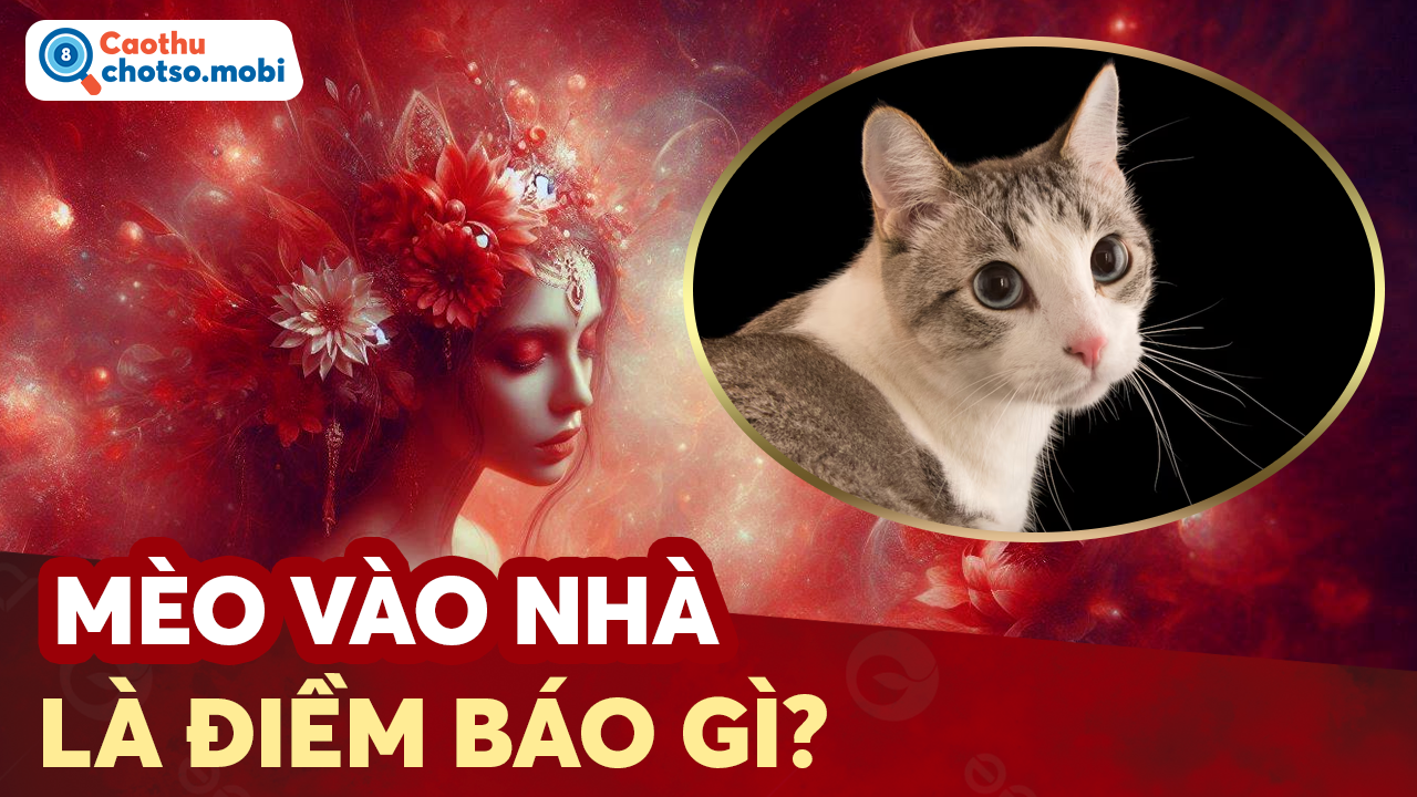 Mèo kêu gào ban đêm là điềm may hay xui?