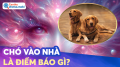 Chó vào nhà là điềm gì? Giải mã điềm may vận xui? Cách hóa giải