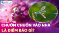 Chuồn chuồn bay vào nhà là điềm báo gì? May mắn hay rủi ro, số mấy?