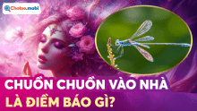 Chuồn chuồn bay vào nhà là điềm gì? Ý nghĩa tâm linh cần biết