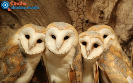 Giải mã điềm báo cú mèo bay gần nhà kêu bất thường