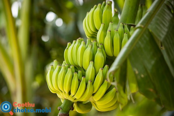 Chiêm bao thấy chuối dự báo điều gì cho tương lai? Chiêm bao thấy chuối dự báo điều gì cho tương lai?