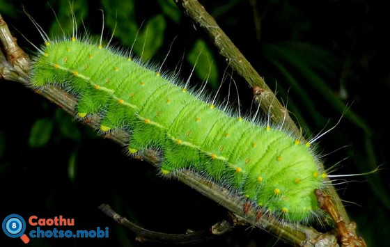 Chiêm bao thấy con sâu dự báo điều gì? Chiêm bao thấy con sâu dự báo điều gì?