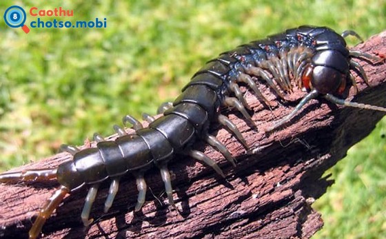 Rết bò vào, cắn người là điềm báo may hay rủi?