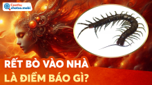 Rết bò vào nhà là điềm gì? May mắn hay cảnh báo nguy hiểm sắp đến?